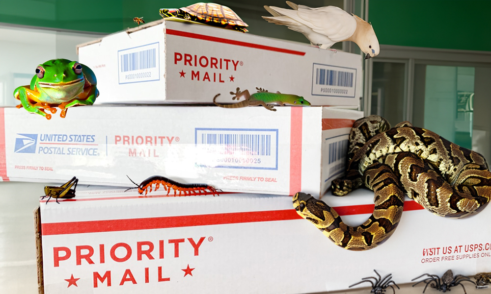 USPS mailing boxes with a frog, a parrot, a snake, a cricket, a bee, a centipede, a turtle, and spiders in a green office.