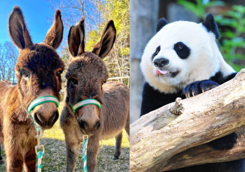 Two donkeys and Bei Bei the Giant Panda